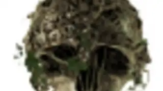 Survive the forest