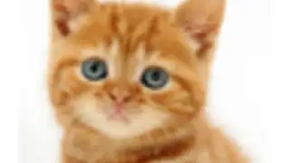 Talking, Dancing Cat.
