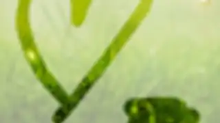 STEAMY живые обои