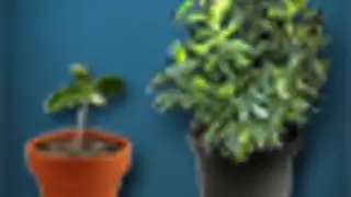 Grow Up Free Trial