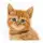 Talking, Dancing Cat.