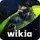 Wikia Watch Dogs