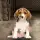 My Pet Animal Shelter World