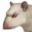 Rat Clicker
