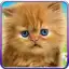 Talking Baby Cat