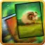 Quest Cards