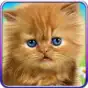 Talking Baby Cat